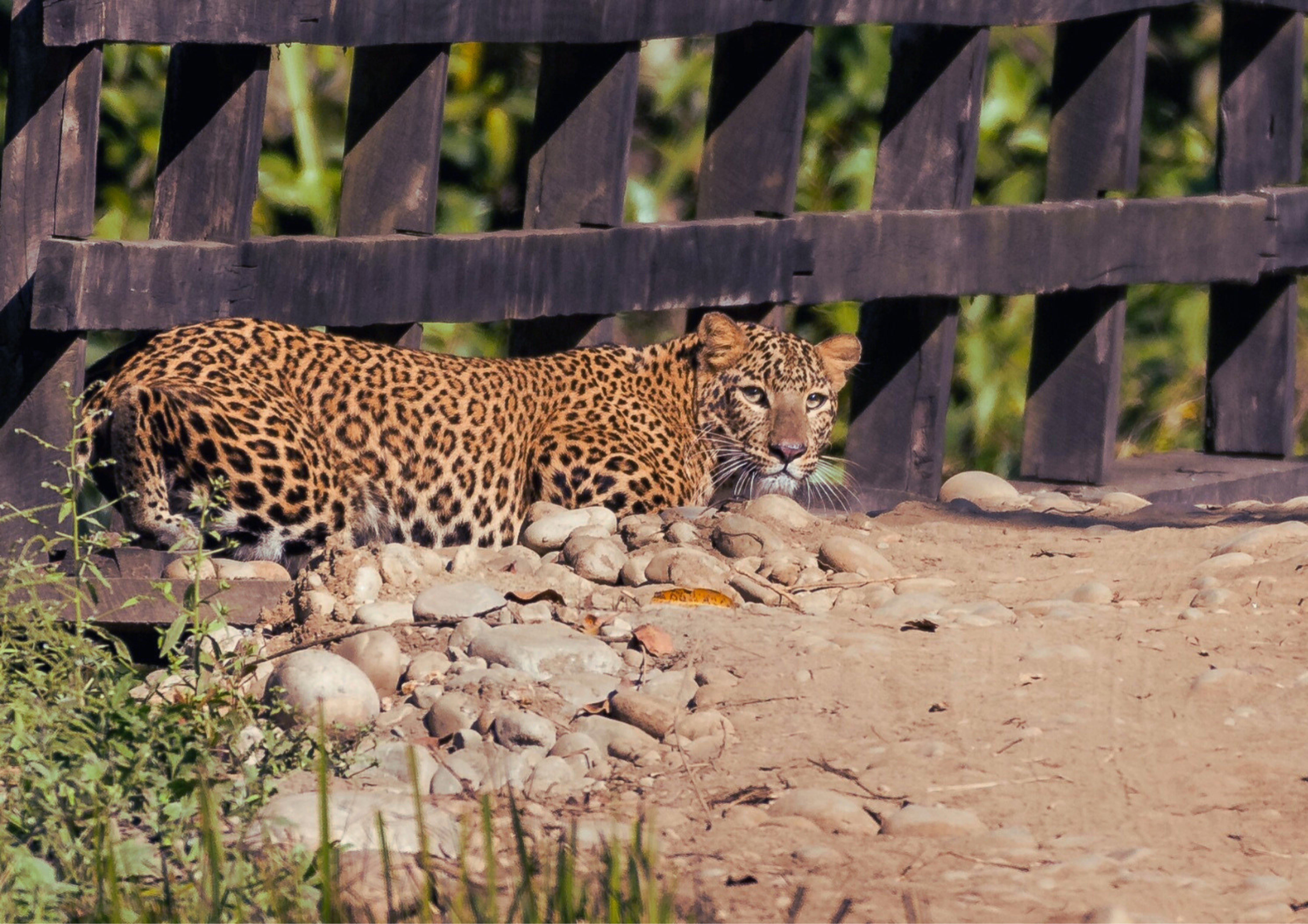 Leopard at Shuklaphanta