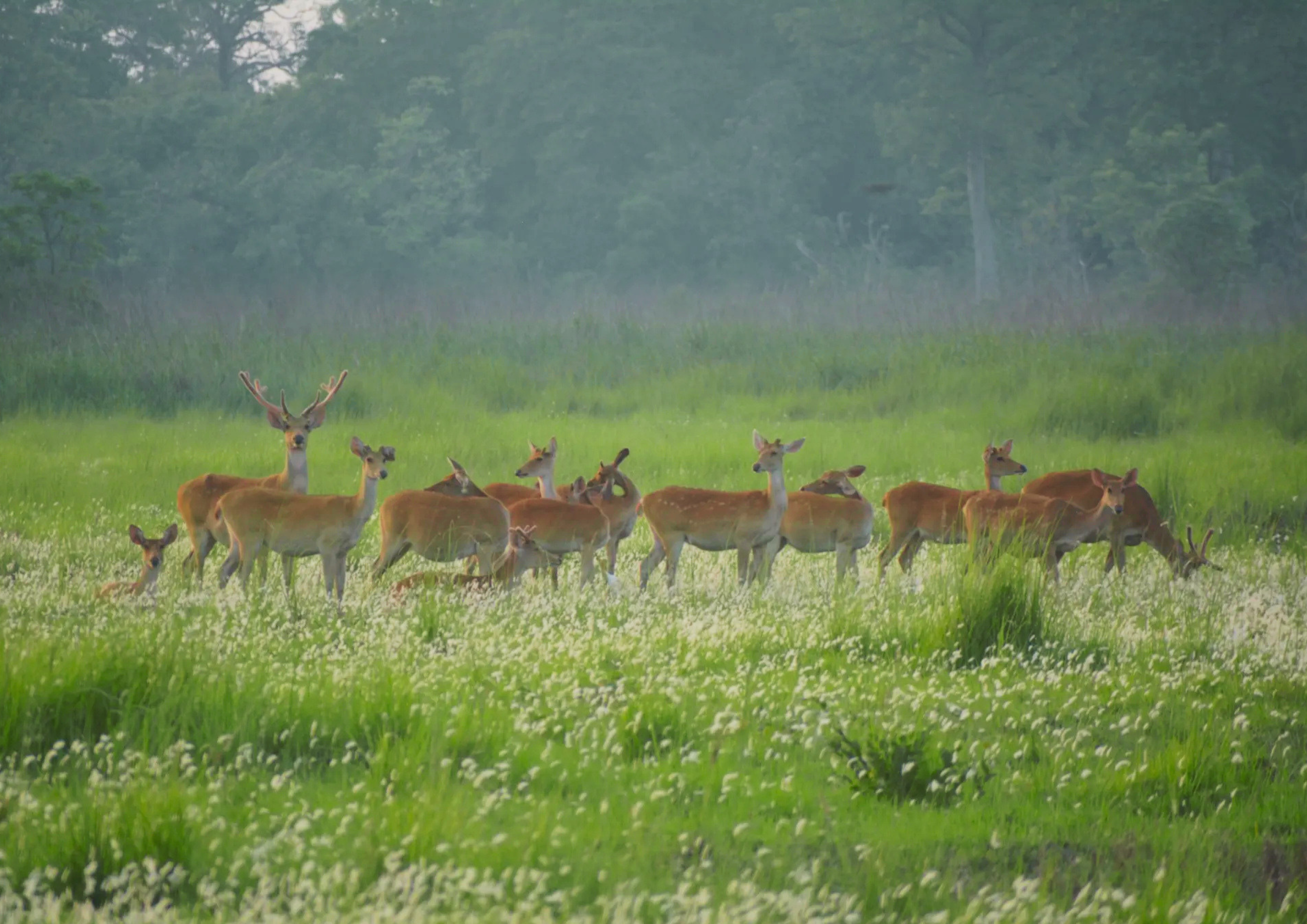 Swamp Deer in Shuklaphanta