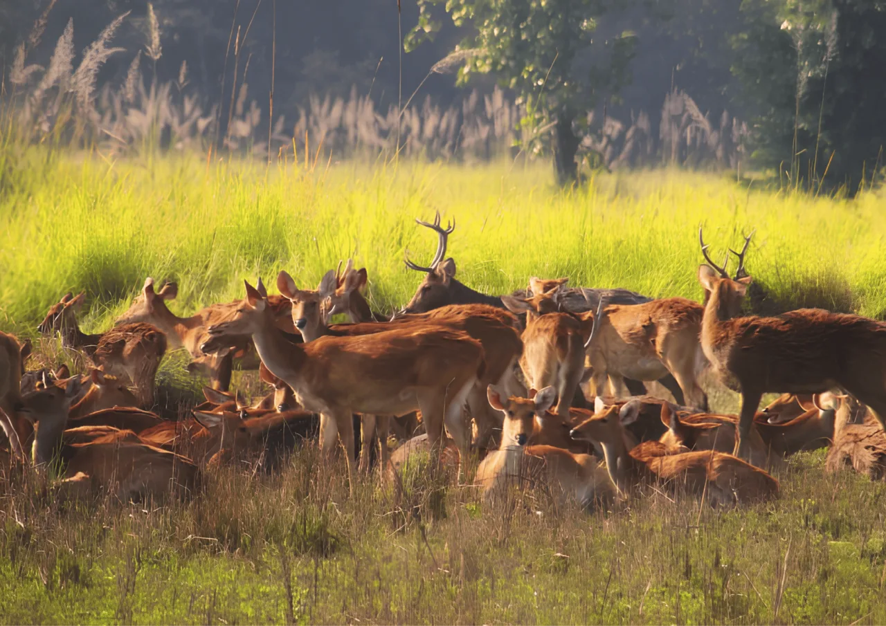Herd of Swamp Deer
