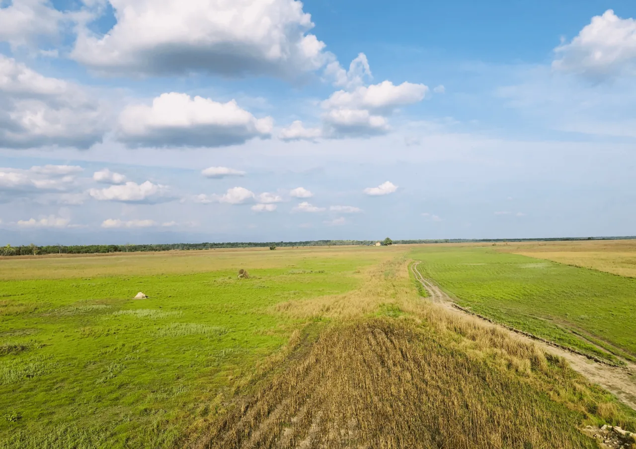 Shuklaphanta Grassland
