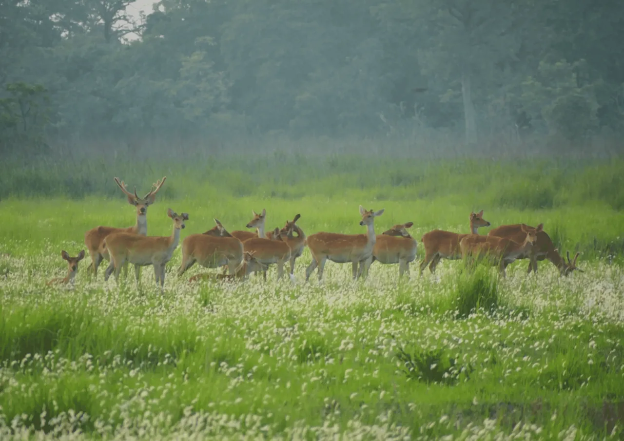 Swamp Deer in Shuklaphanta