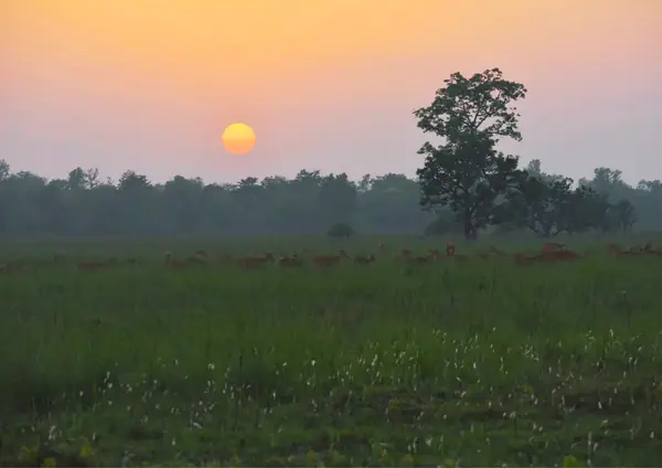 Golden hour over the phanta