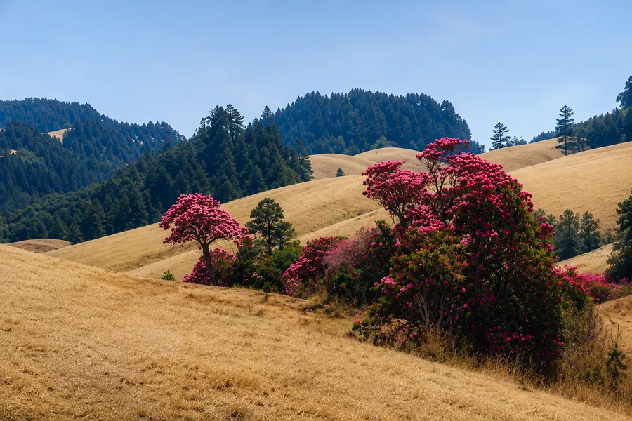 Khaptad Trekking, Khaptad Plateau, Khaptad Baba Ashram, Far West Nepal